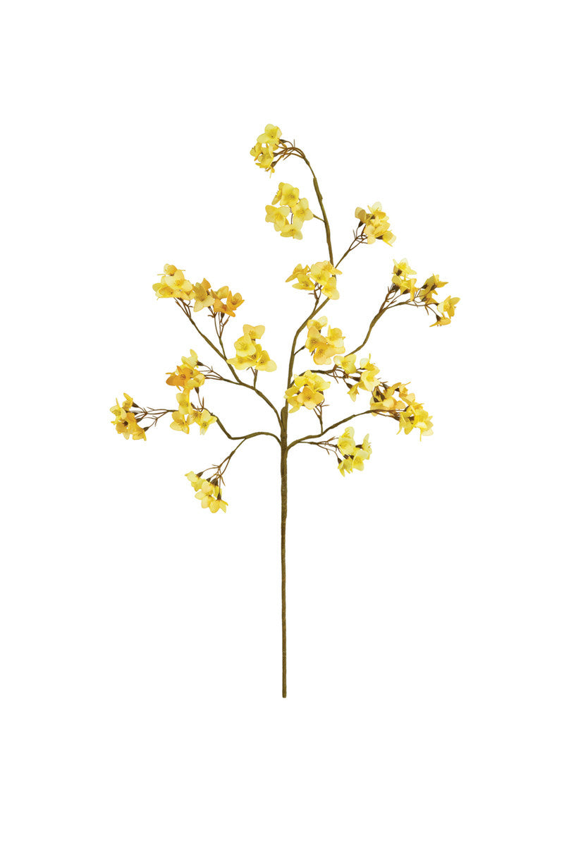 Botanica #3465