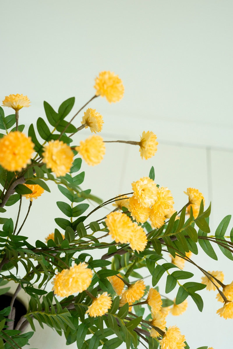 Botanica #3568
