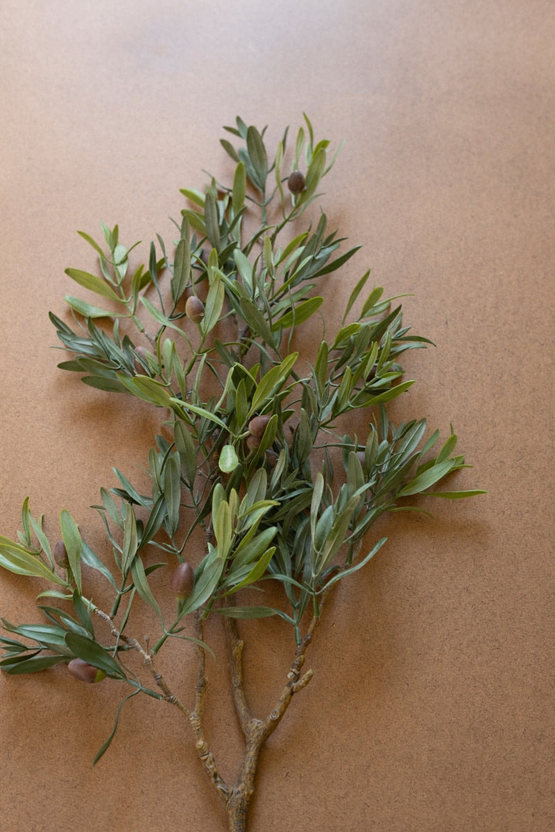 Olive Branch