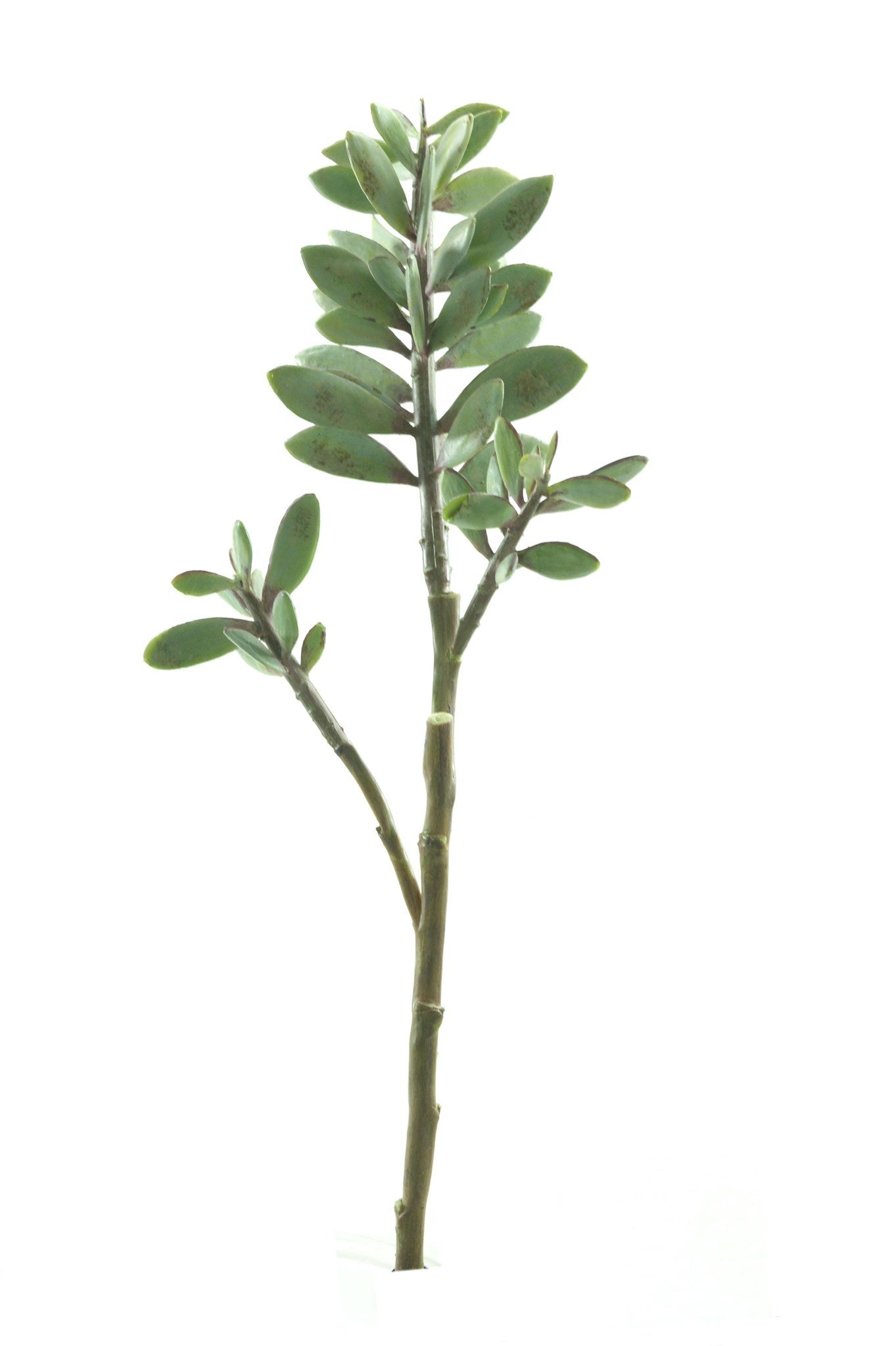 Jade Succulent 17"