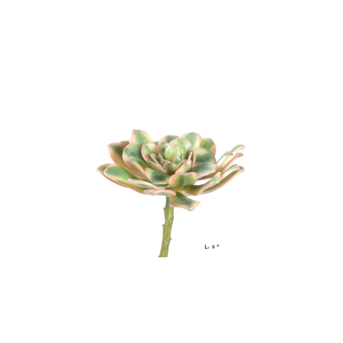 Rosette Succulent Large