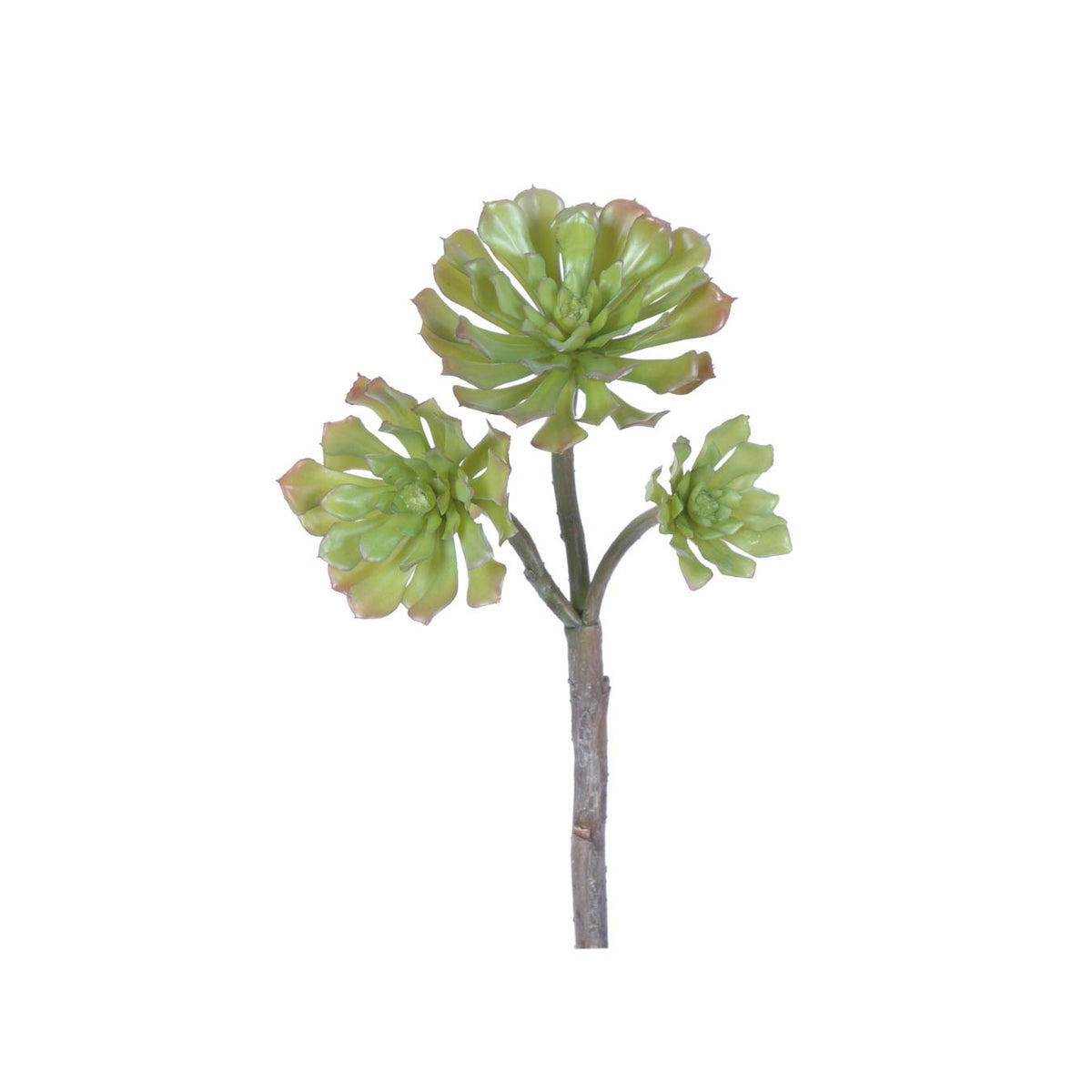 11.5" Aeonium