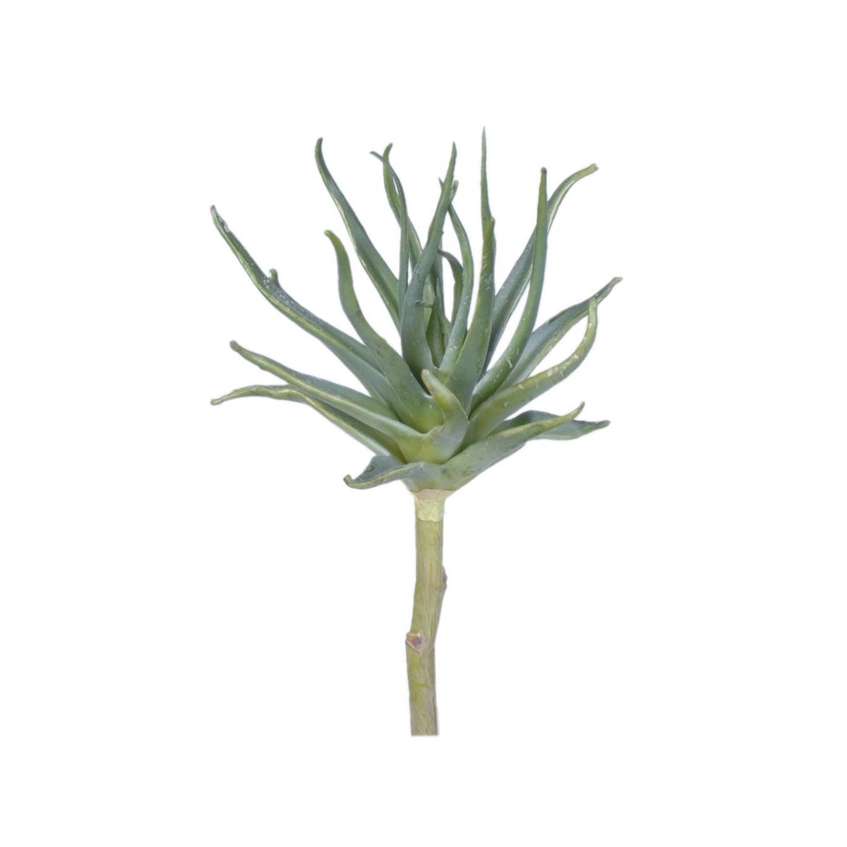 9" Spikey Succulent