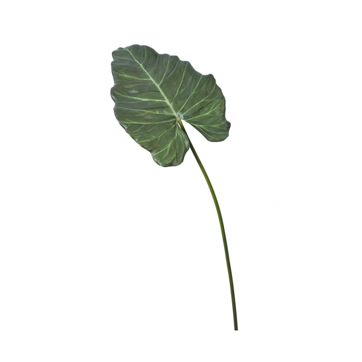 Alocasia Color Print Stem