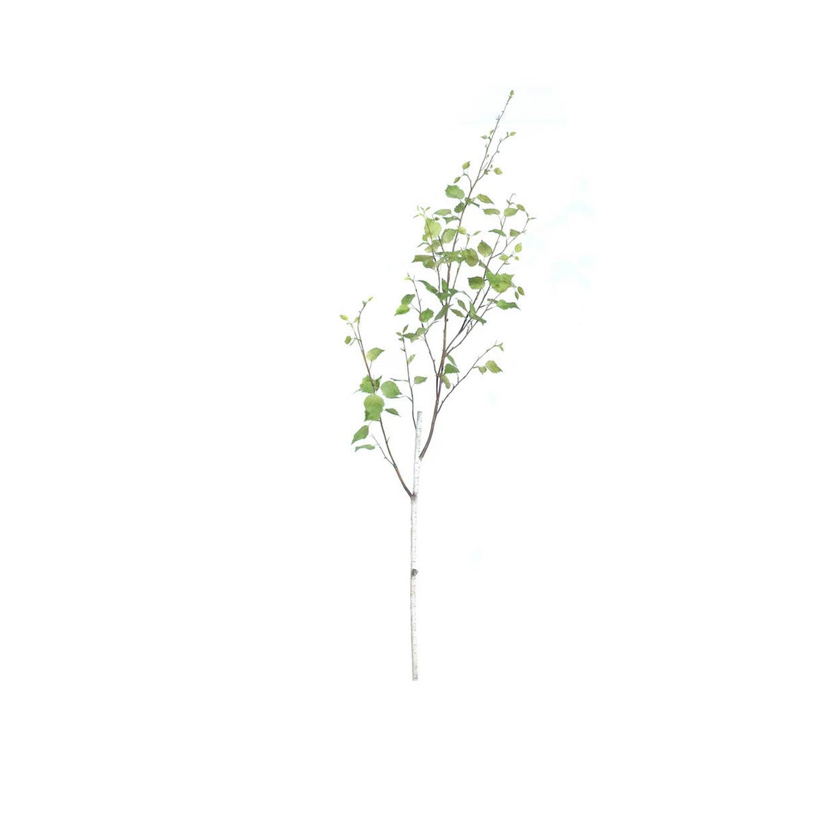 52" Birch Spray
