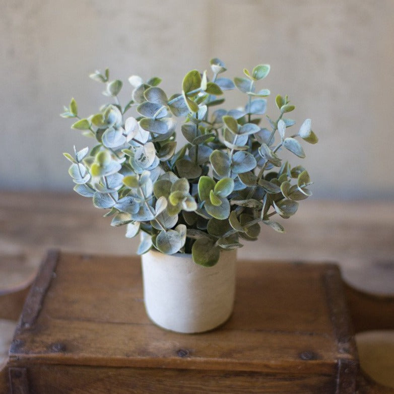Boxwood In White Cement Pot