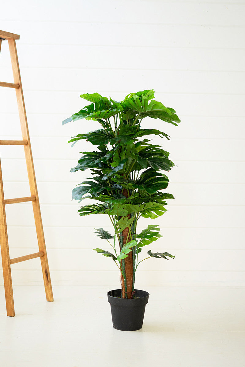 Monstera Potted Plant Large*