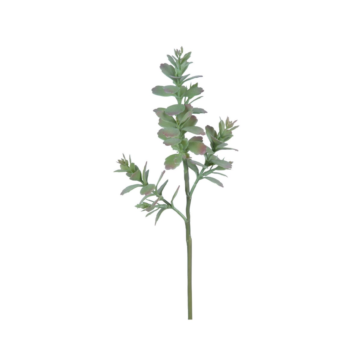 Flat Leaf Succulent