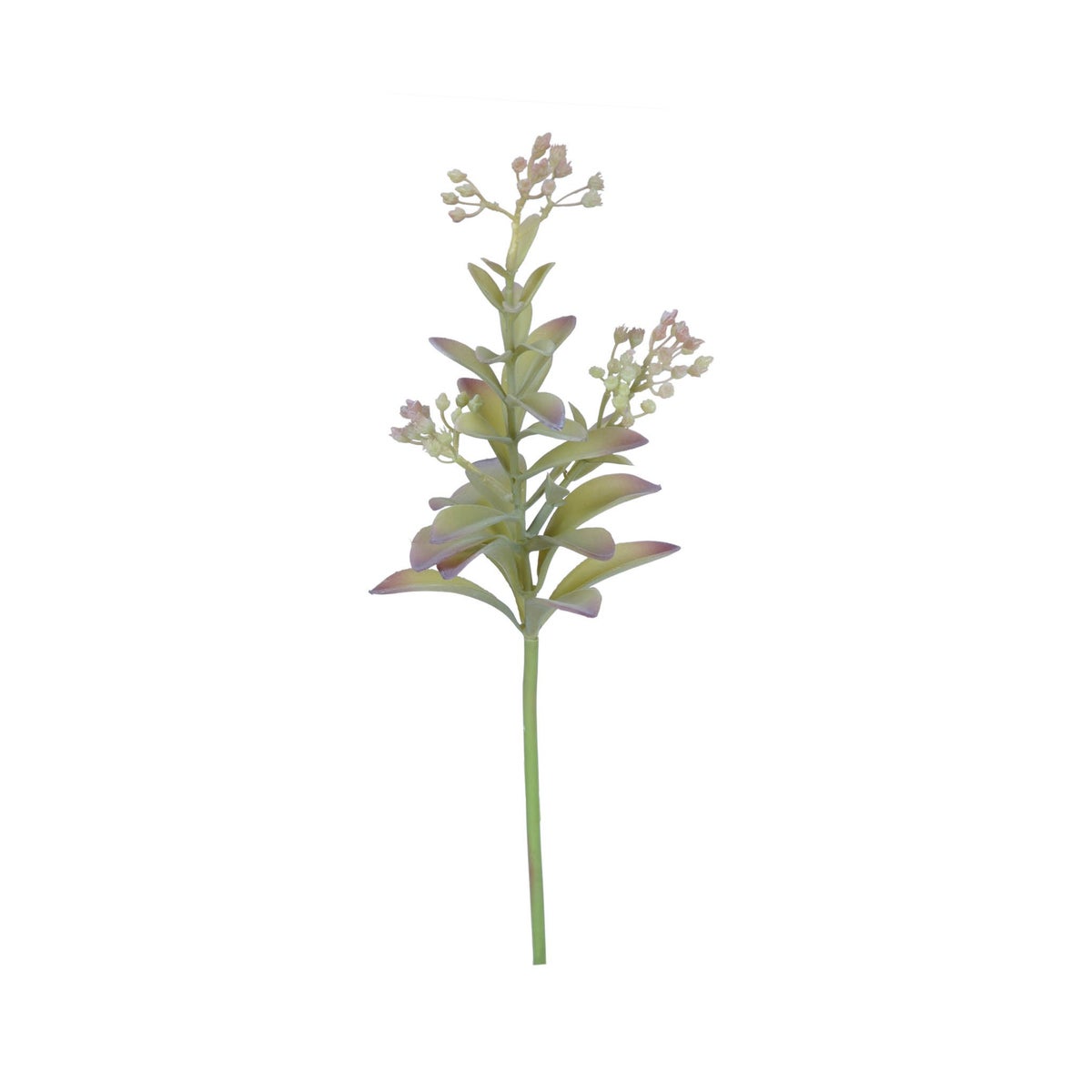 Lagotis Succulent