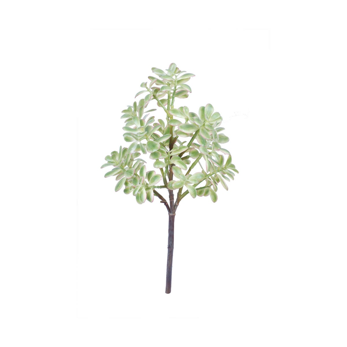 29" Jade Succulent