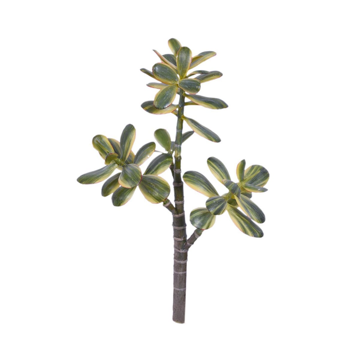 Jade Succulent