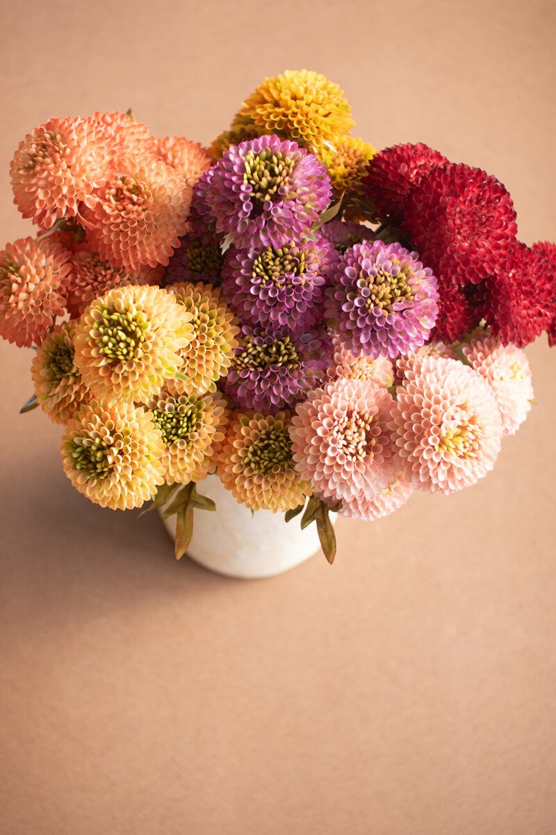 Bundle Yellow Ball Dahlias