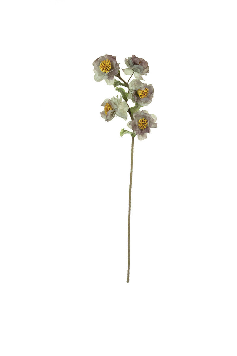 Botanica #3423