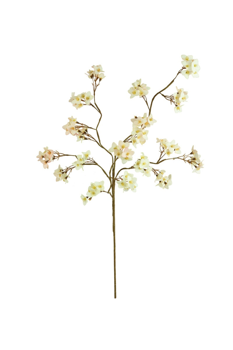 Botanica #3466