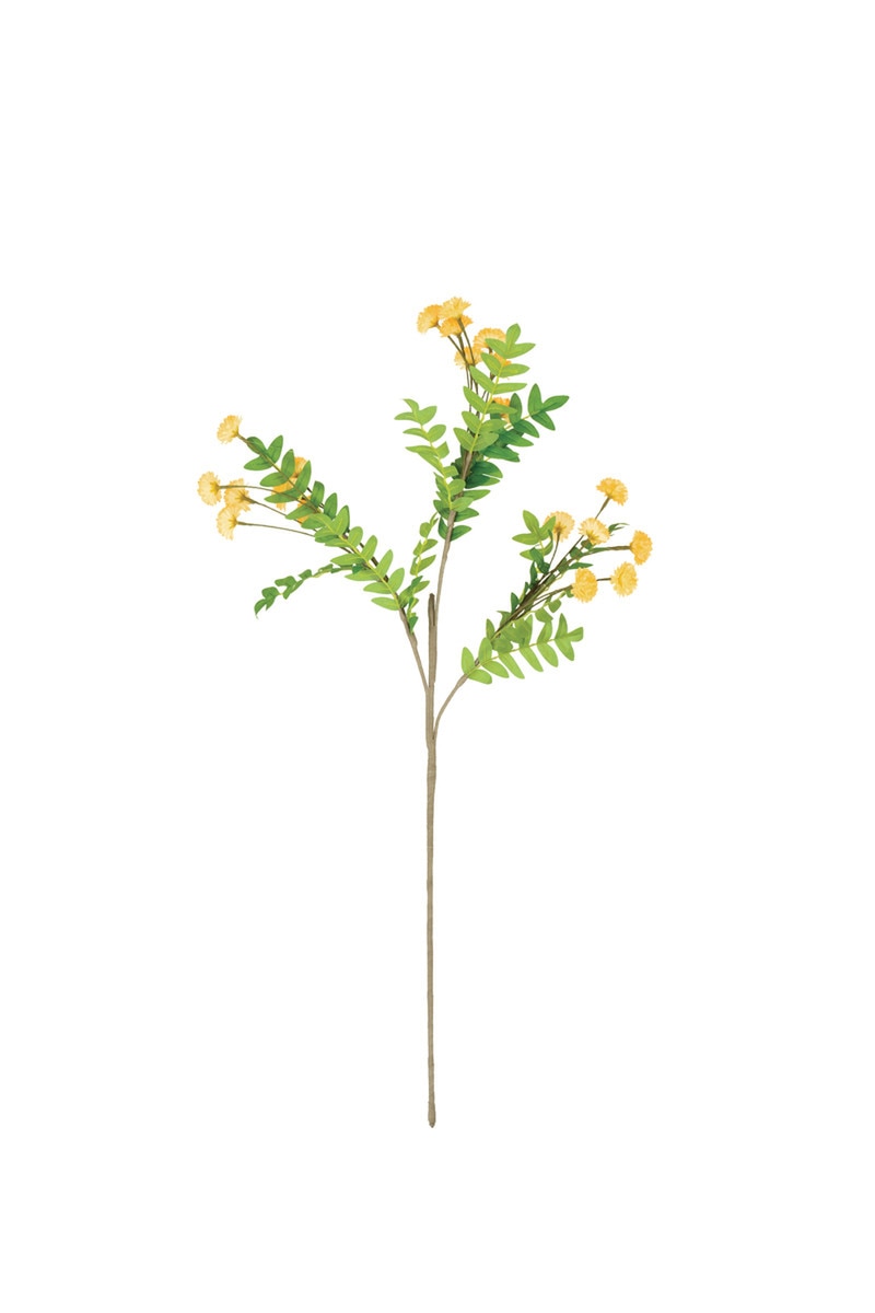 Botanica #3568