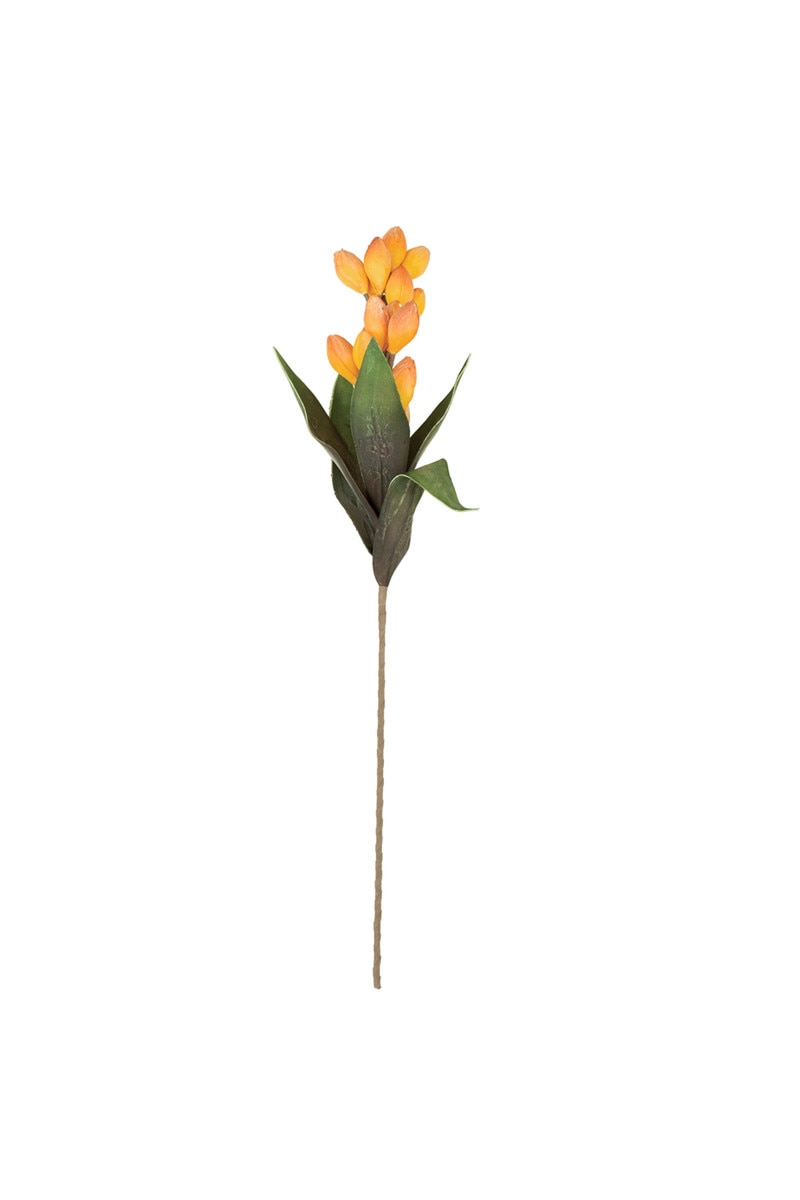 Botanica #3577