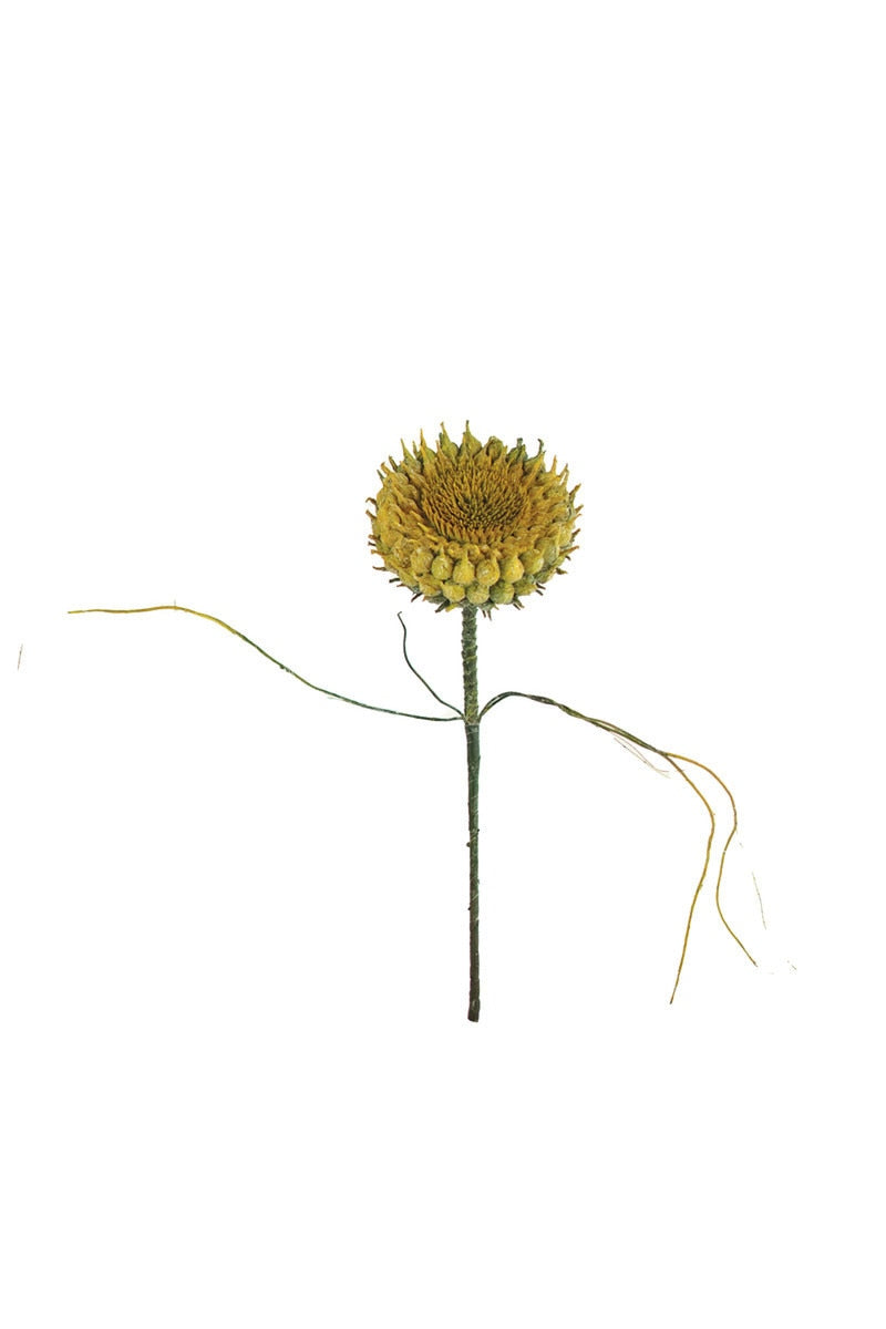 Botanica #2771
