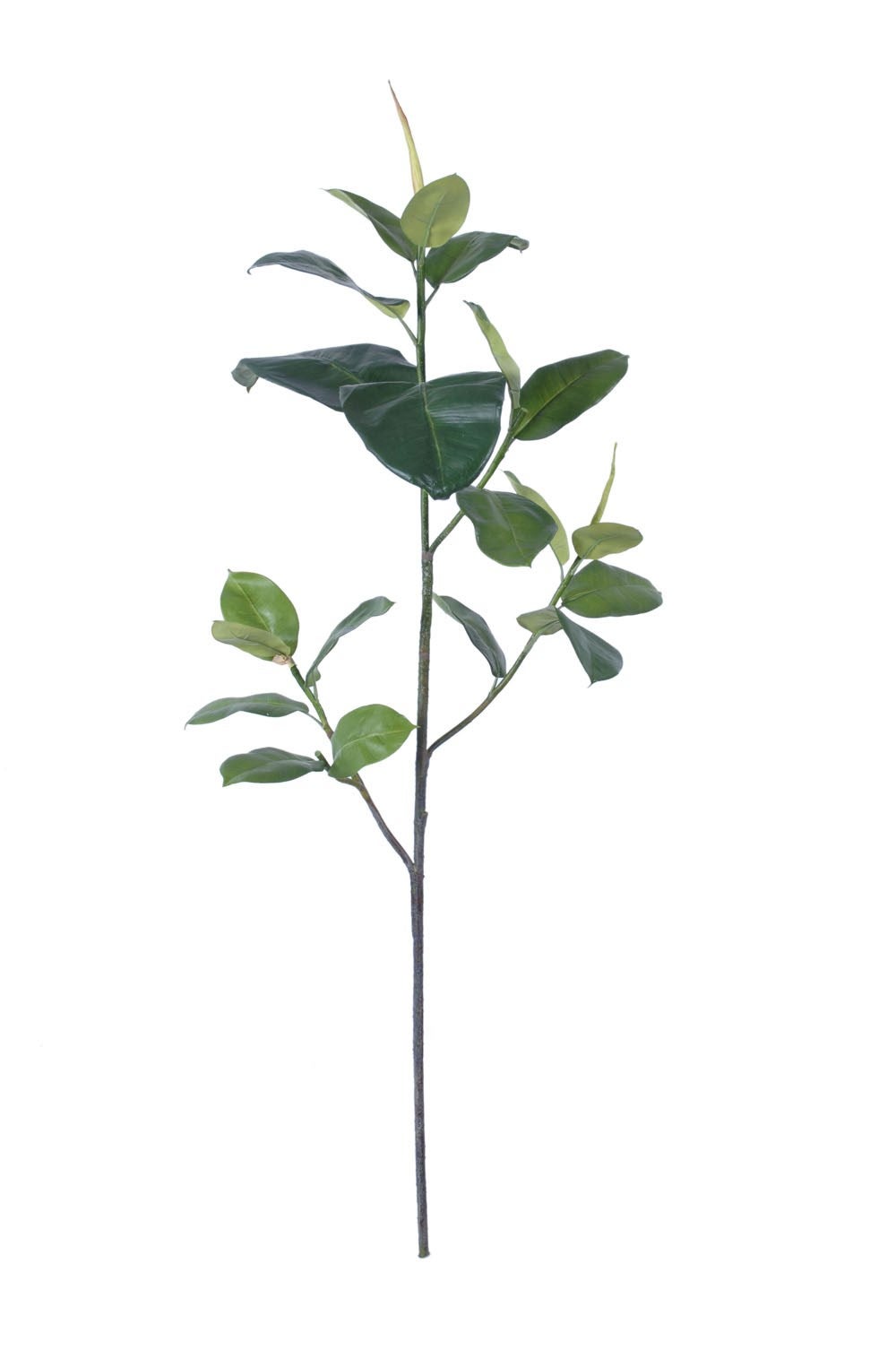 Rubber Plant 51"