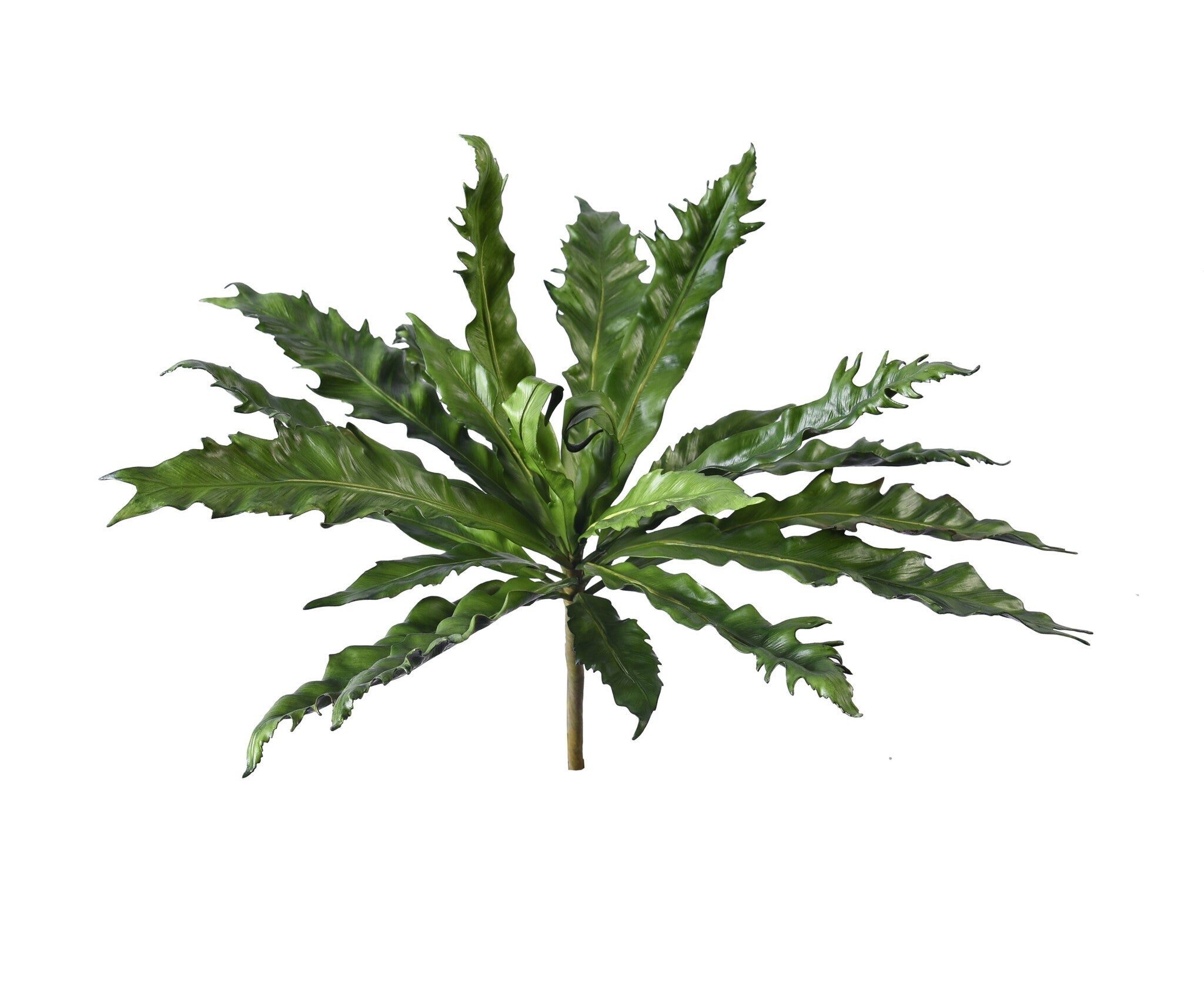 Birds Nest Fern