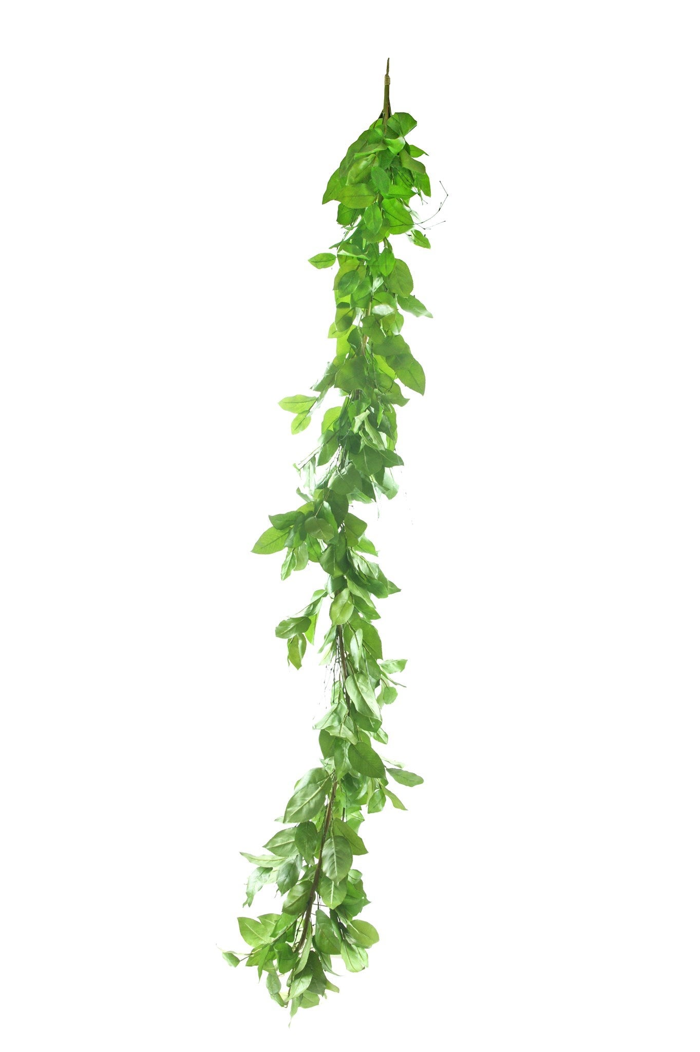 Lemon Leaves 75"