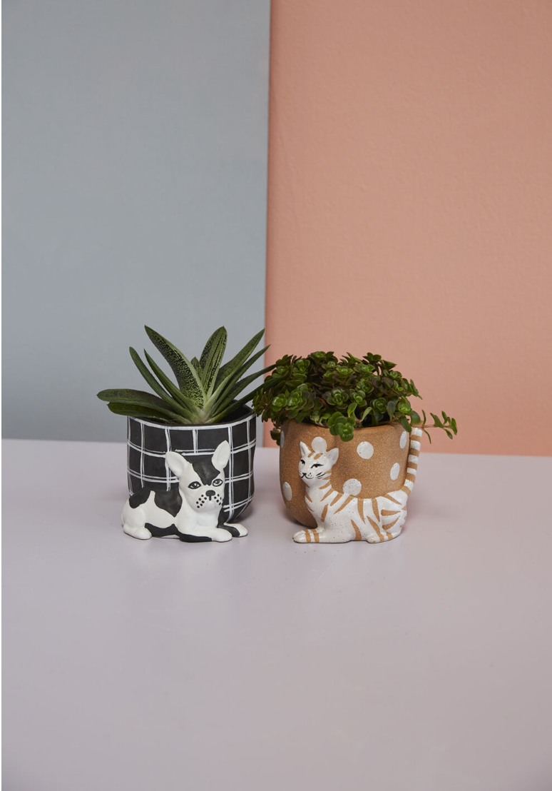 Pampered Pet Pot