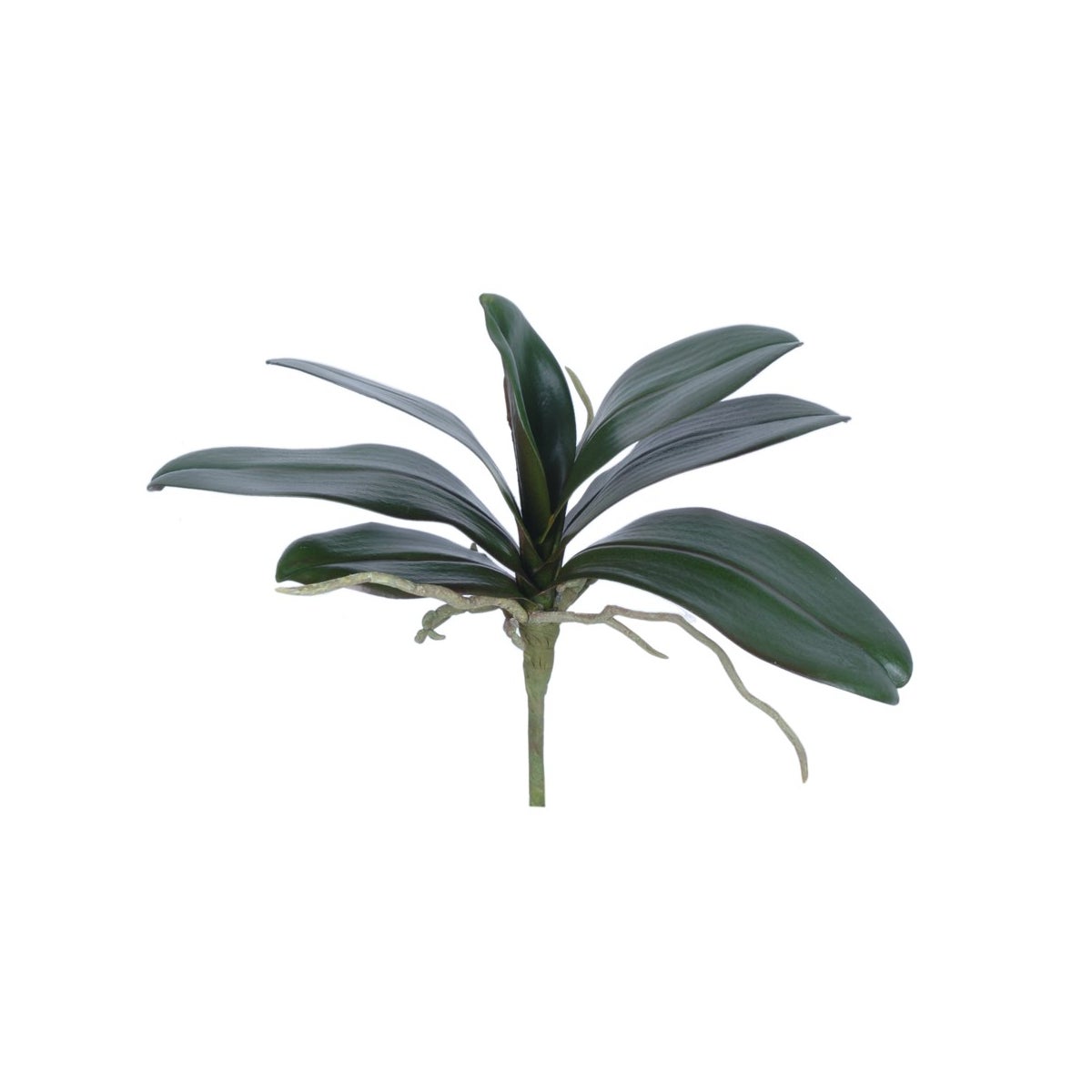 Phalaenopsis Leaves