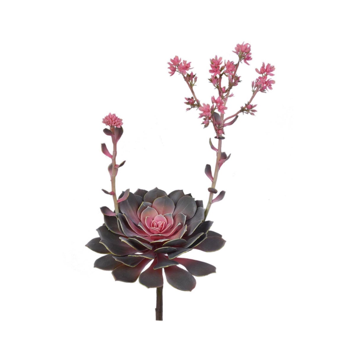 Large Flowering Succulent, Pink