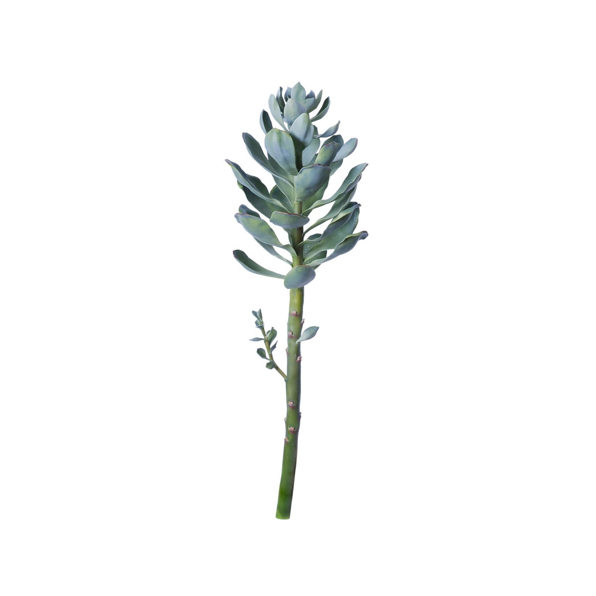 Graptoetalum Paraguayen