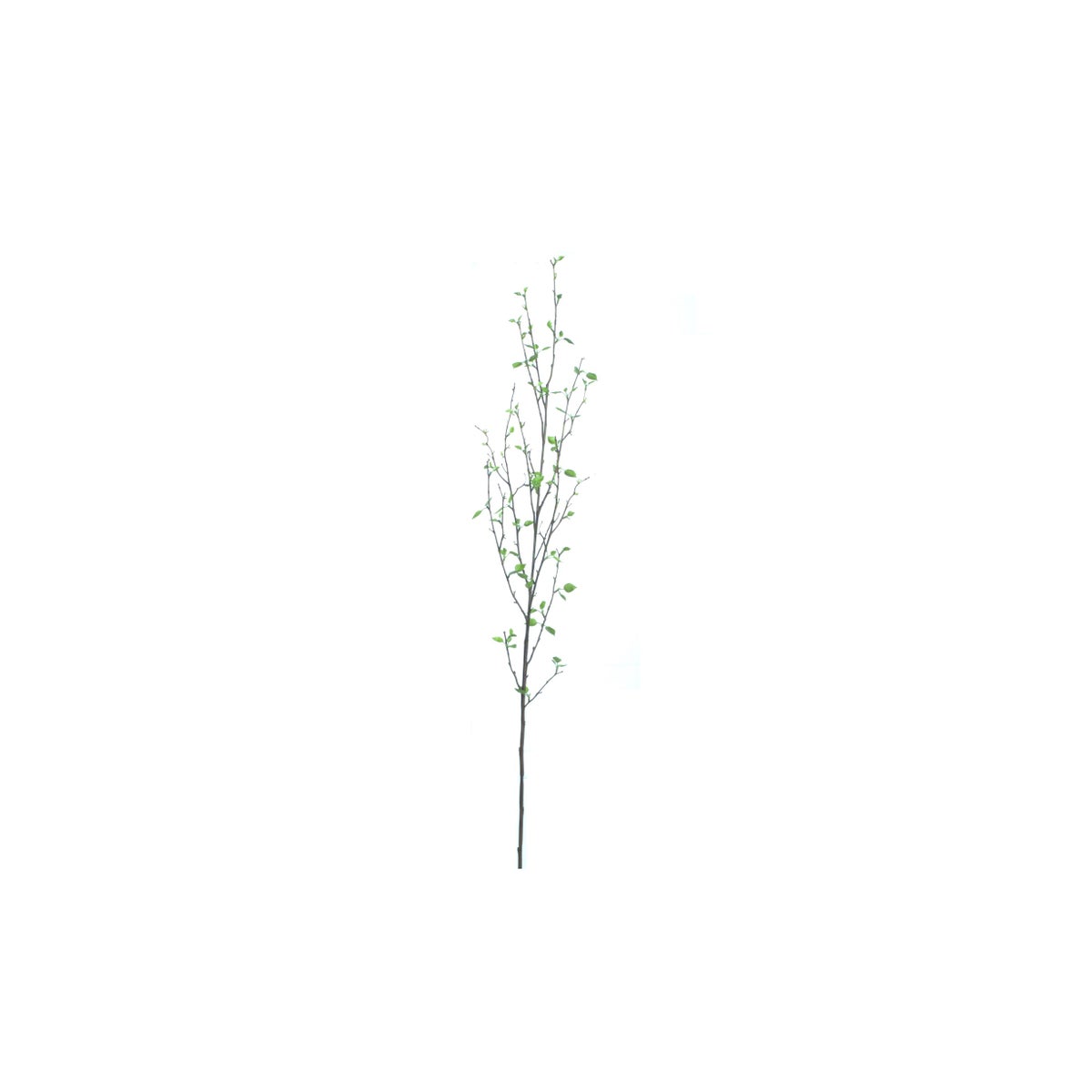 47" Birch Spray
