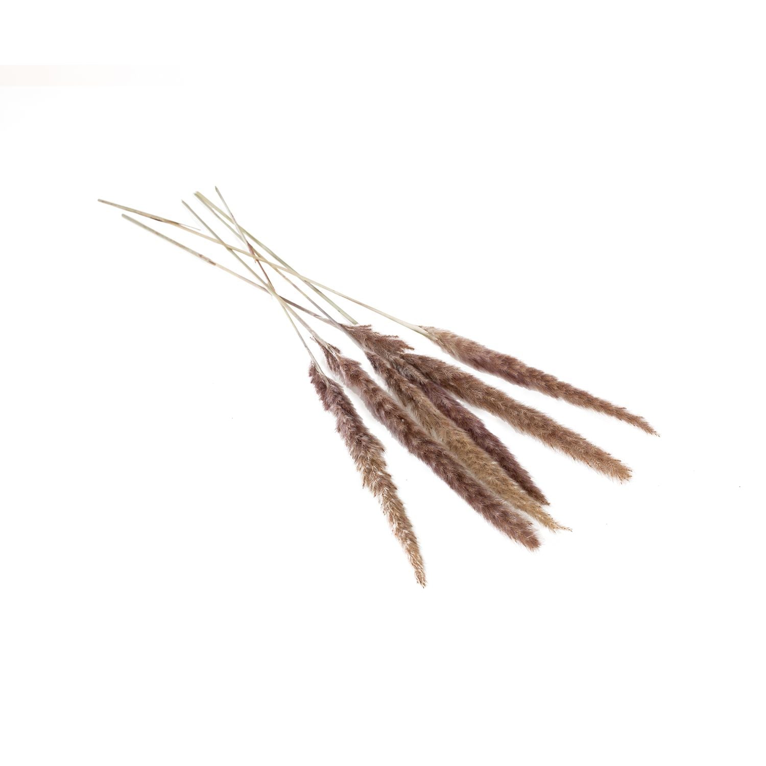 Slim Grey Pampas Stem