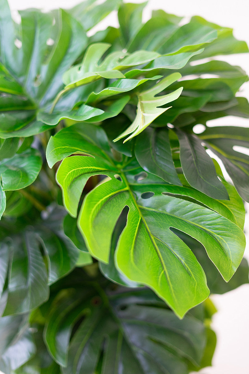 Monstera Potted Plant Large*
