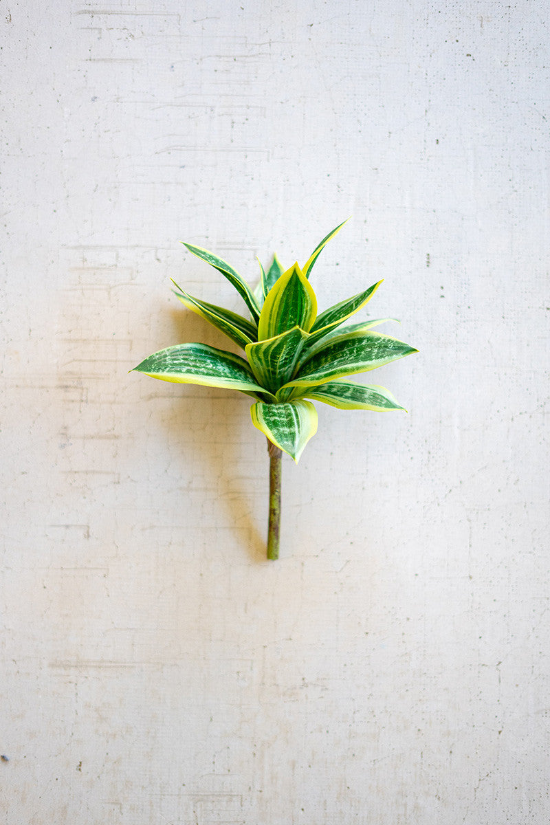 Hahnii Stem