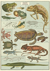 Poster Print A-L