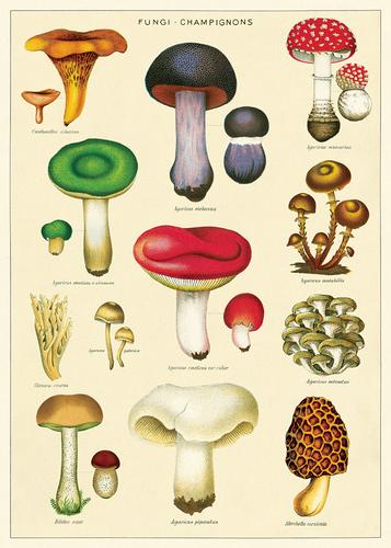 Poster Print M-Z