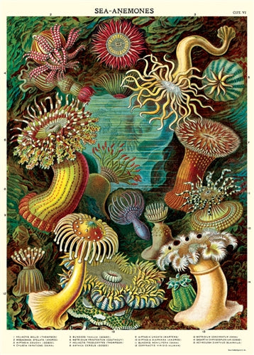 Poster Print M-Z