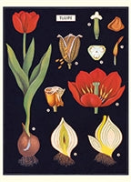 Poster Print M-Z