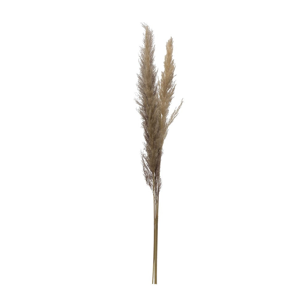Dried Pampas Bunch