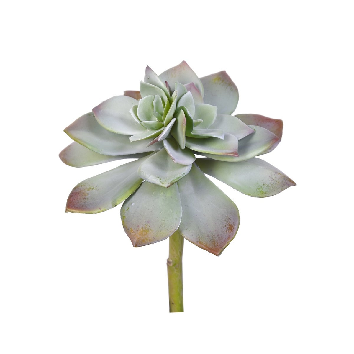 Red Tip Succulent