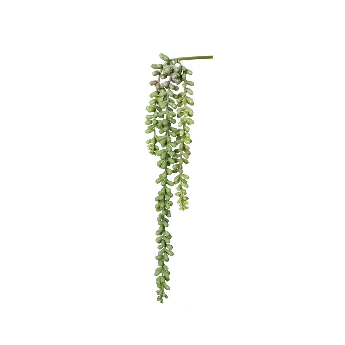 String of Pearls Succulent