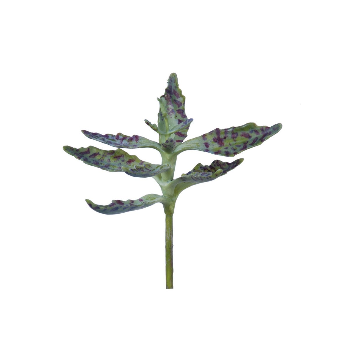 10" Kalanchoe