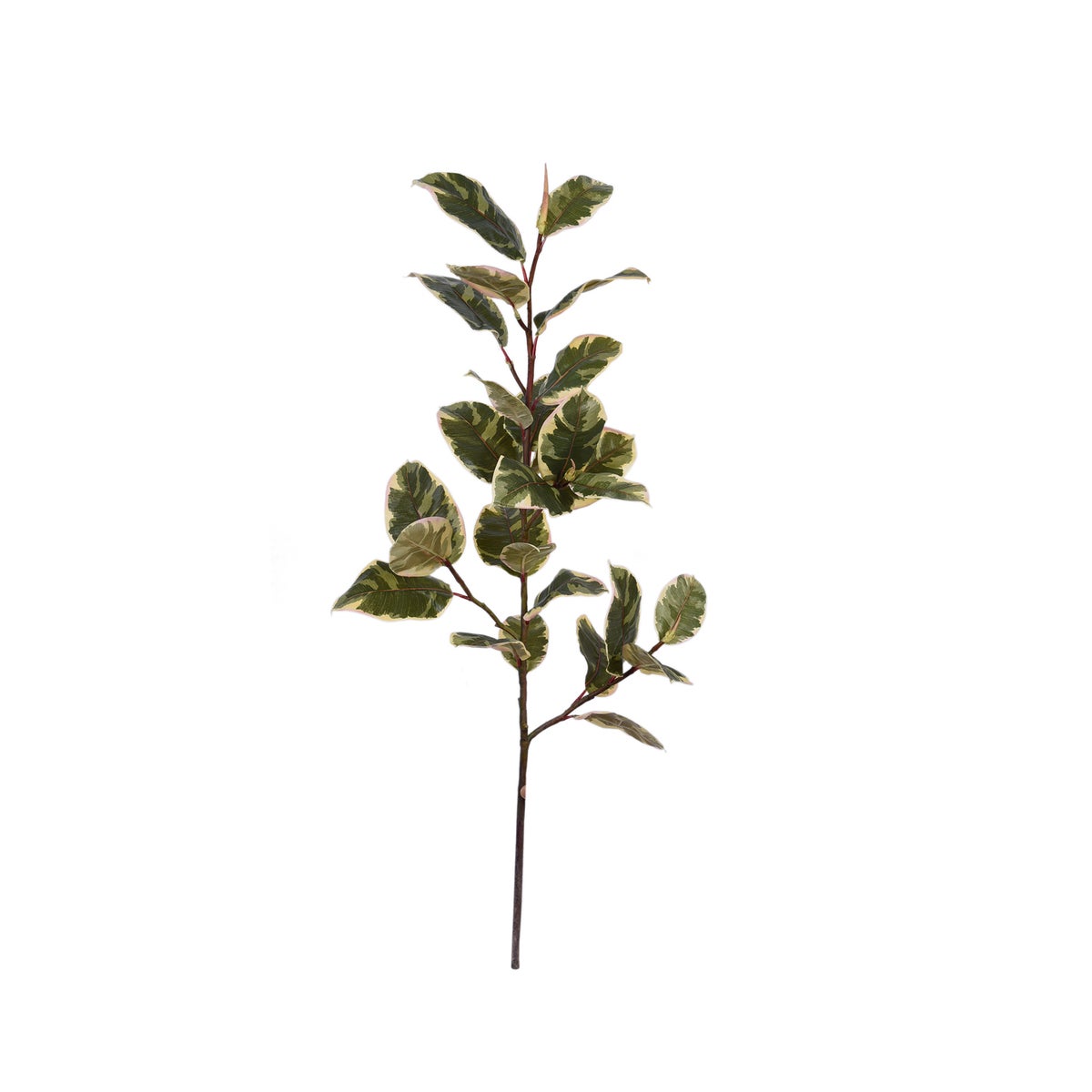 Rubber Plant Branch