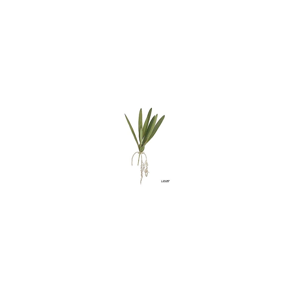 Oncidium Stem 23"
